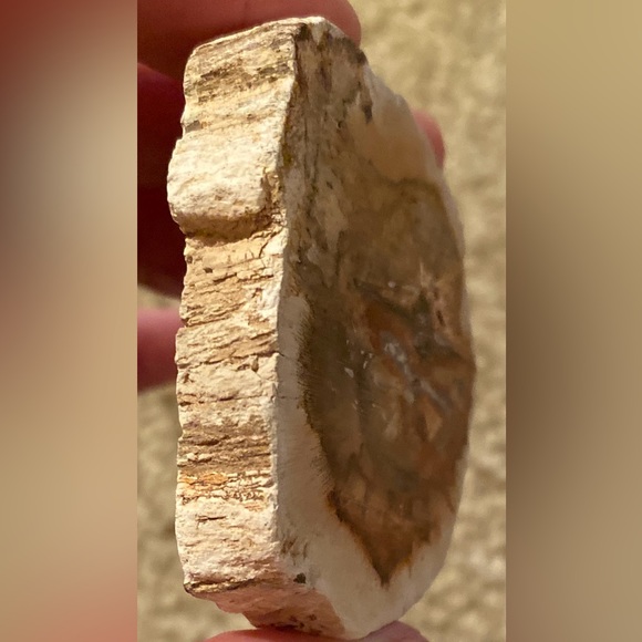 Petrified Wood Slice - Picture 4 of 11